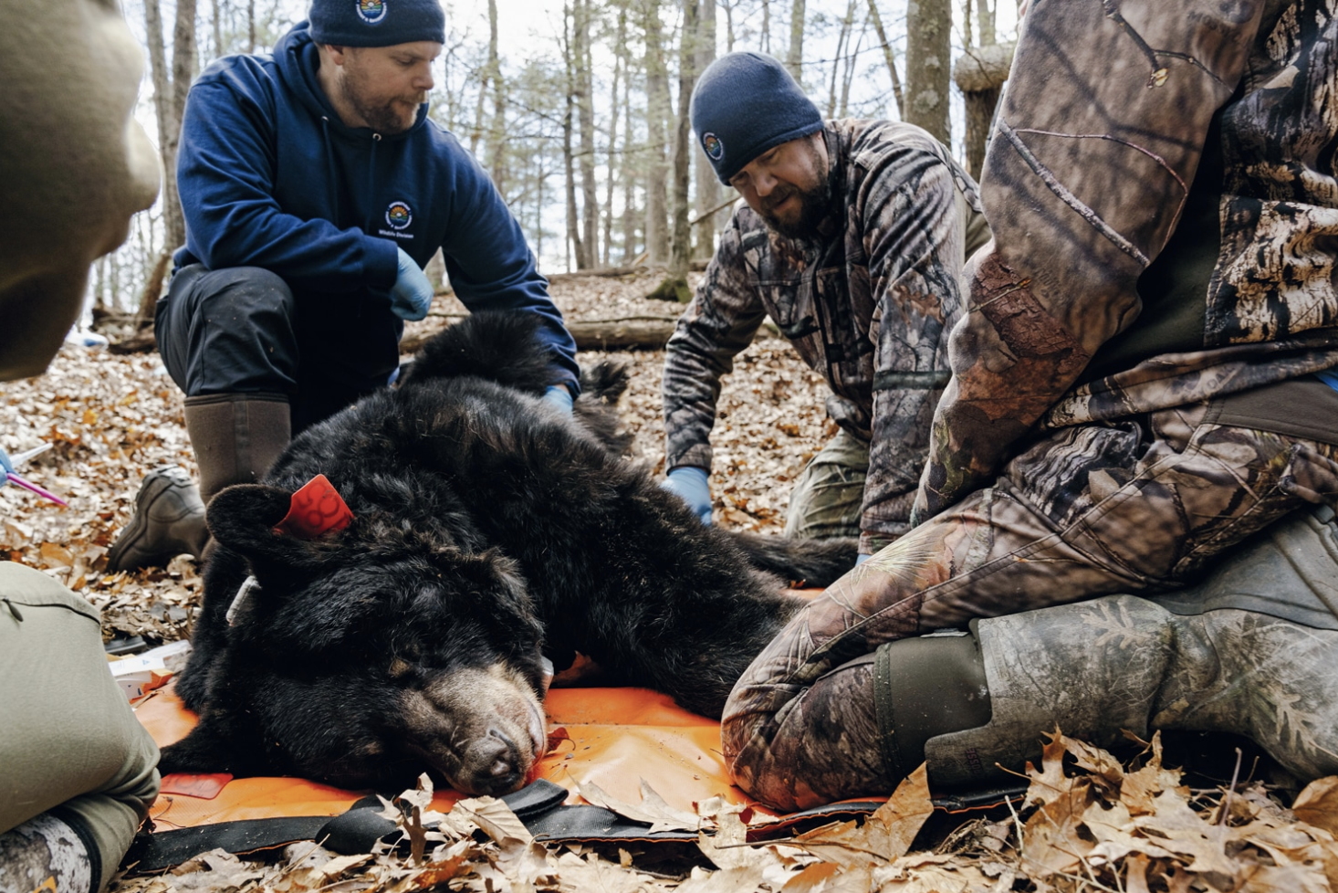 The Bears Next Door: Back Bears in Connecticut